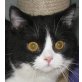 Kastrierter BKH bicolour Junge, Britisch Kurzhaarkatze - Kater