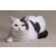 Kastrierter Britisch Kurzhaar Junge, Britisch Kurzhaarkatze - Kater