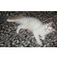 Kastrierter Kater sucht dich, Türkische Van Katze - Kater