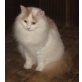 Kastrierter Türkisch Van Kater , Türkische Van Katze - Kater