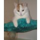 Kastrierter Türkisch Van Kater rot-weiss, Türkische Van Katze - Kater