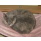 Kastriertes BKH Mädchen in blau-creme, Britisch Kurzhaarkatze - Katze