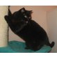 Kastriertes BKH Mädchen in schwarz, Britisch Kurzhaarkatze - Katze
