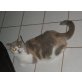 Kastriertes BKH Mädchen lilac-creme-weiss , Britisch Kurzhaarkatze - Katze
