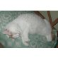 Kastriertes Türkisch Van Mädchen, Türkische Van Katze - Katze