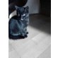 Kastzenbabies, deutsche Hauskatze - Katze