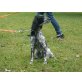 Katchy, English Setter - Hündin