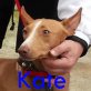 Kate, Pharaonenhund - Hündin