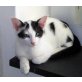 Kater, 11 Wochen alt, Siam Mischling - Kater