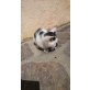 . - Kater