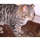 Kater, BKH Bengale - Kater