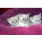 Kater, Burmakatze - Kater