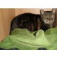Kater Charlie, ehk&ehk - Kater