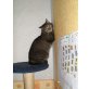 Kater Chicco, ehk&ehk - Kater