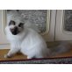 Kater, Heilige Birma - Kater