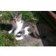 Kater  - Kater