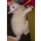 Kater - Kater