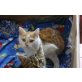 Kater & Katze, VERSCHENKEN ein Paar Kater & Katze  - Kater