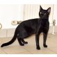 Kater MICKO sucht ein Plätzchen mit Freigang , EHK - Kater