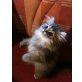 Kater, Perser - Kater