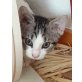 Kater Tobi, EHK - Kater