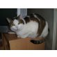 Kater Tom, ehk&ehk - Kater