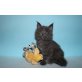 Kater Xavier, Maine Coon - Kater