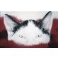 Kater mit Handicap - Kater