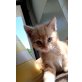 Kater orange - Kater