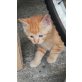 Kater orange männlich - Kater