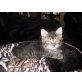 Kater sucht noch ein liebevolles zuhause. - Kater