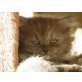Kater u. Katze, Perser Blaucreme - Kater