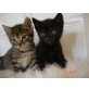 Kater und Katze, Europäische Kurzhaarkatze - Katze