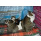 Katerchen, Europäische Kurzhaarkatze - Kater