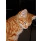 Katerchen, Hauskatze - Kater