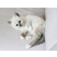 Katerchen, Heilige Birma - Kater