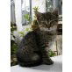 Katerchen - Kater