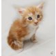 Katerchen, Maine Coon - Kater