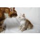 Katerchen, Maine Coon - Kater