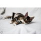 Katerchen, Maine Coon - Kater