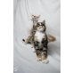 Katerchen, Maine Coon - Kater