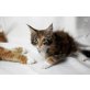 Katerchen, Maine Coon - Kater
