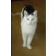 Katerchen, Mischling - Kater