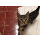 Katerchen sucht Familienanschluss - Kater