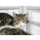 Katerjunge Emil - Kater