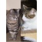 Katerle und Tiger, best friends- Pflegestelle in Fahrenzhausen - Kater