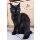 Kathinka, Maine Coon - Katze
