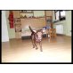 Kathy, Deutscher Pinscher Mix - Hündin