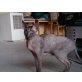 Kathy, Don Sphynx - Katze