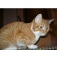 Kathy, Europäische Kurzhaarkatze - Katze